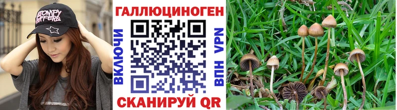 hydra tor  Новоуральск  Псилоцибиновые грибы Psilocybe 
